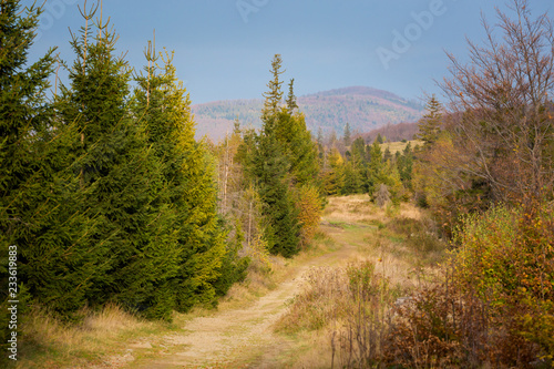 Fototapeta Naklejka Na Ścianę i Meble -  Beautiful polish autumn woods landscape