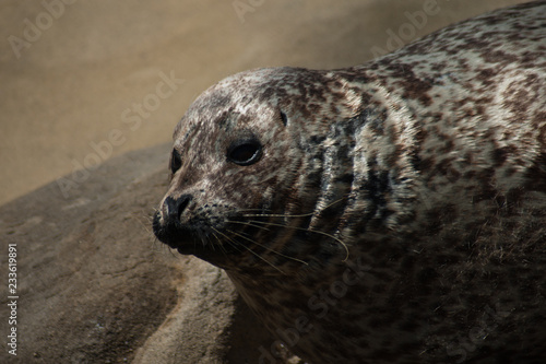 Harbor Seal