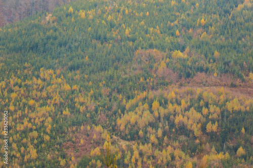 Beautiful polish autumn woods landscape