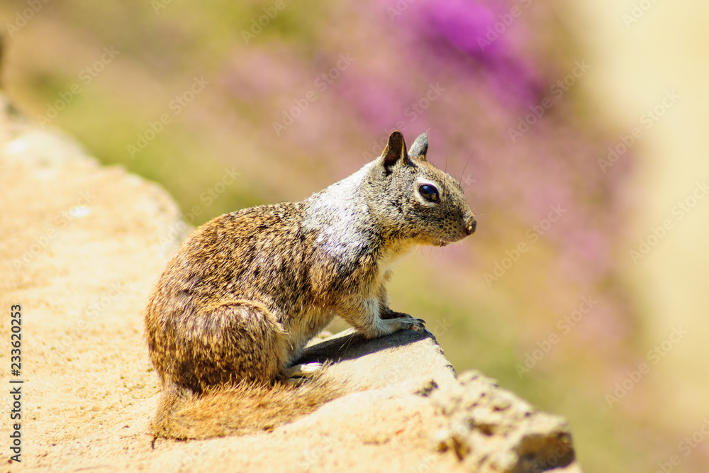Squirrel on a sandstone cliff Squirrel on a sandstone cliff