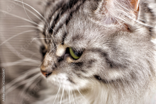 Close-up portrait of grey cat. shallow DOF