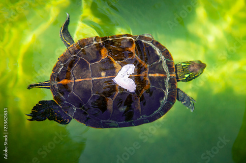 Turtle with a heart on her carapace swimming