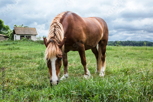 Φωτογραφία horse on a meadow