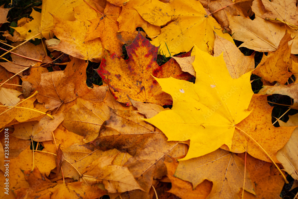 Close up of thousands of yellow leaves in autumn