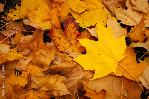 Close up of thousands of yellow leaves in autumn