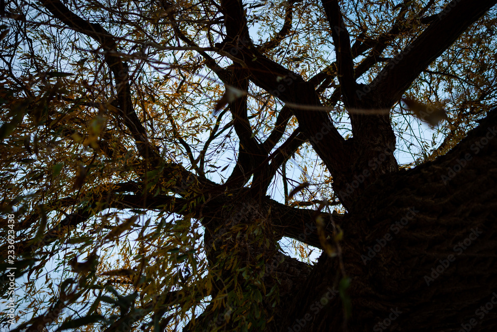 Obraz premium A big tree with colorful leaves in autumn from below