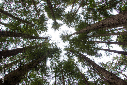 Upward Canopy in Pine Forest