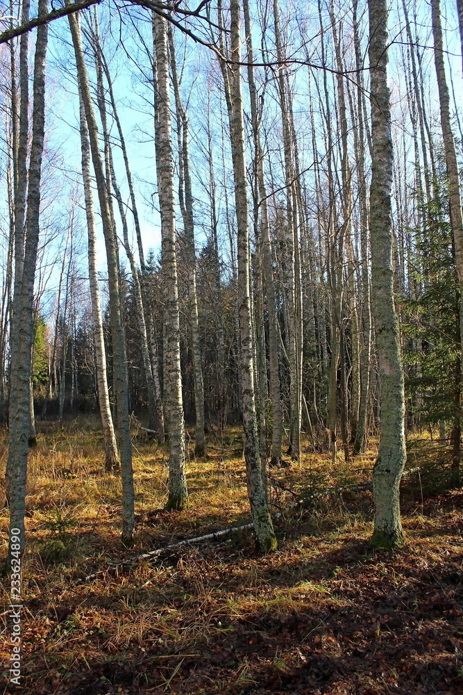 Coniferous and deciduous trees on a sunny autumn day in late October. Great illustration of nature. Coniferous and deciduous trees on a sunny autumn day in late October. Great illustration of nature.