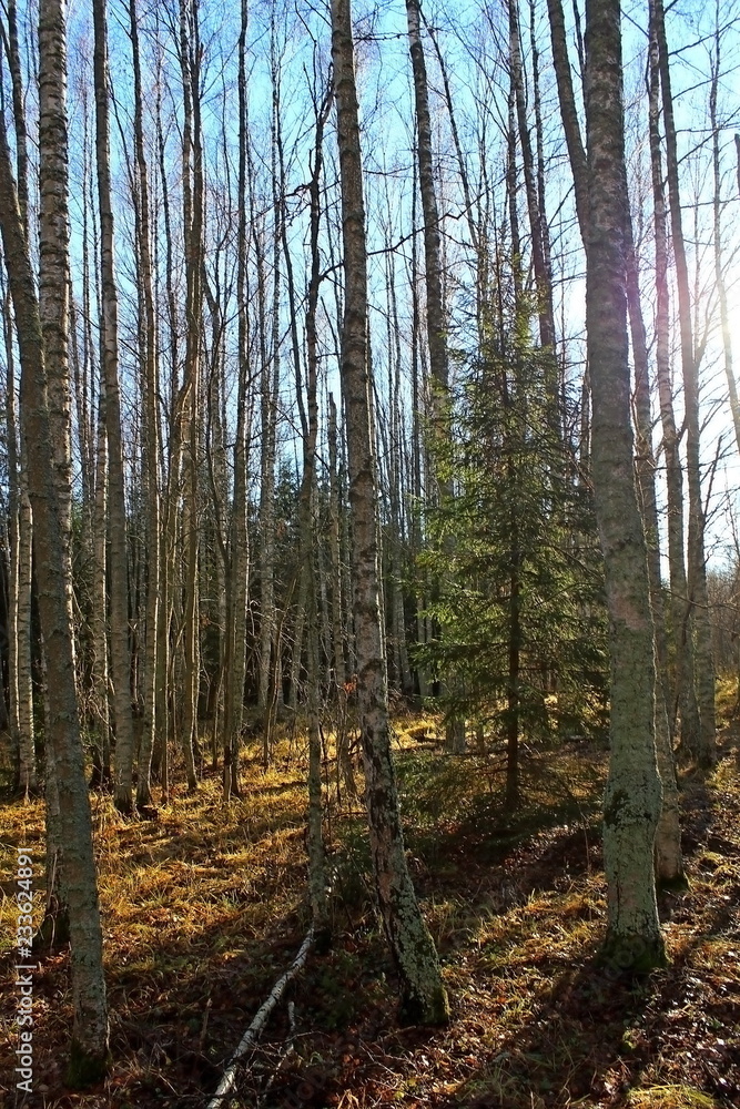 Coniferous and deciduous trees on a sunny autumn day in late October. Great illustration of nature. Coniferous and deciduous trees on a sunny autumn day in late October. Great illustration of nature.