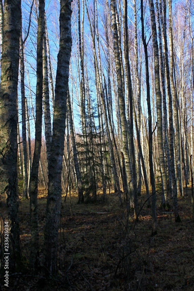 Fototapeta premium Coniferous and deciduous trees on a sunny autumn day in late October. Great illustration of nature.