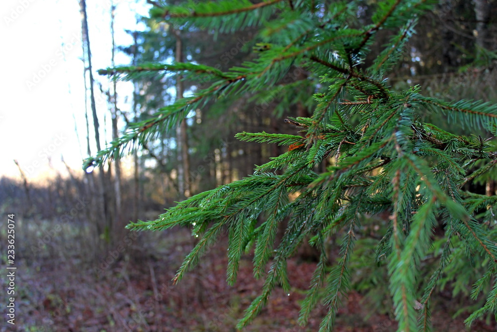   trees on a sunny autumn day in late October. Great illustration of nature.