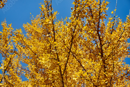 Ginkgo biloba tree with autumn yellow, golden leaves and liquidambury with red and gold leaves against blue sky. Close-up of the gorgeous Yucca glorious (Yucca gloriosa) in front of colorful trees. © AlexanderDenisenko