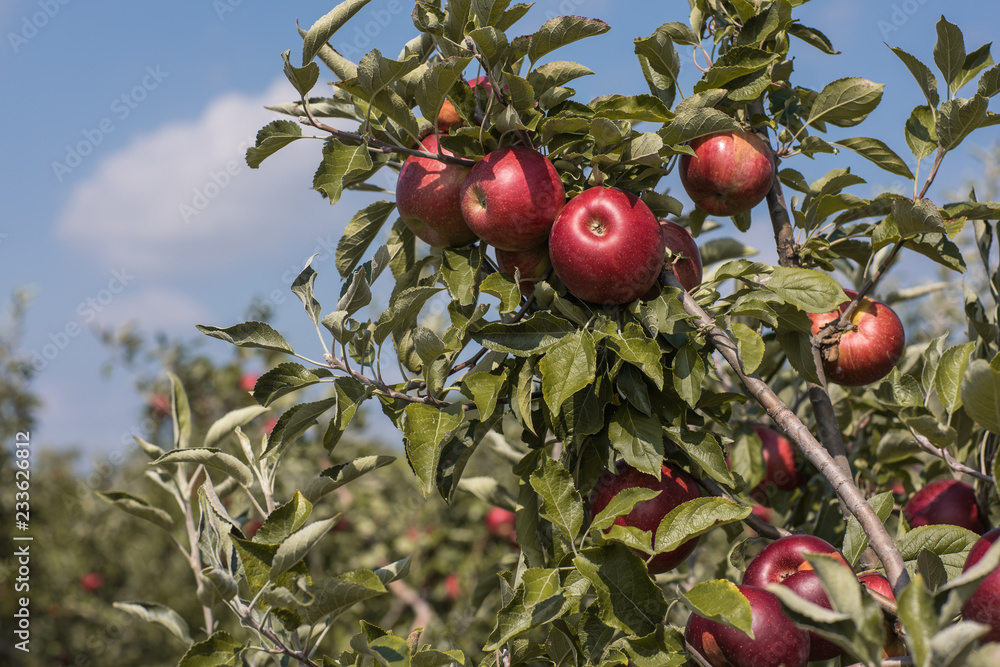 Obraz premium apples on the tree