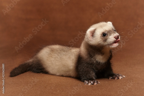 Young dark ferret baby posing in studio on background
