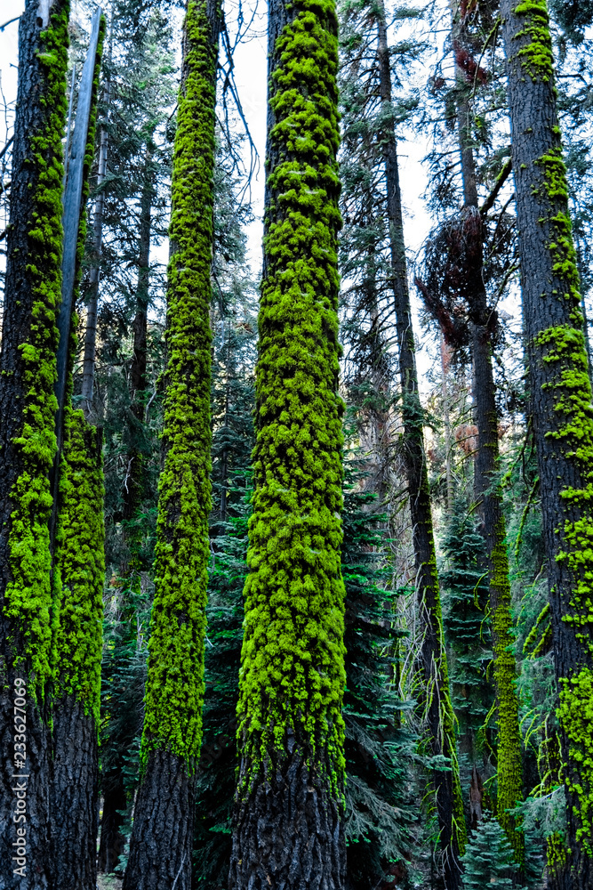 Early morning view of bright green moss growing on the trunks of tall pine trees; Sequoia National Park, Sierra Nevada mountains, California Early morning view of bright green moss growing on the trunks of tall pine trees; Sequoia National Park, Sierra Nevada mountains, California