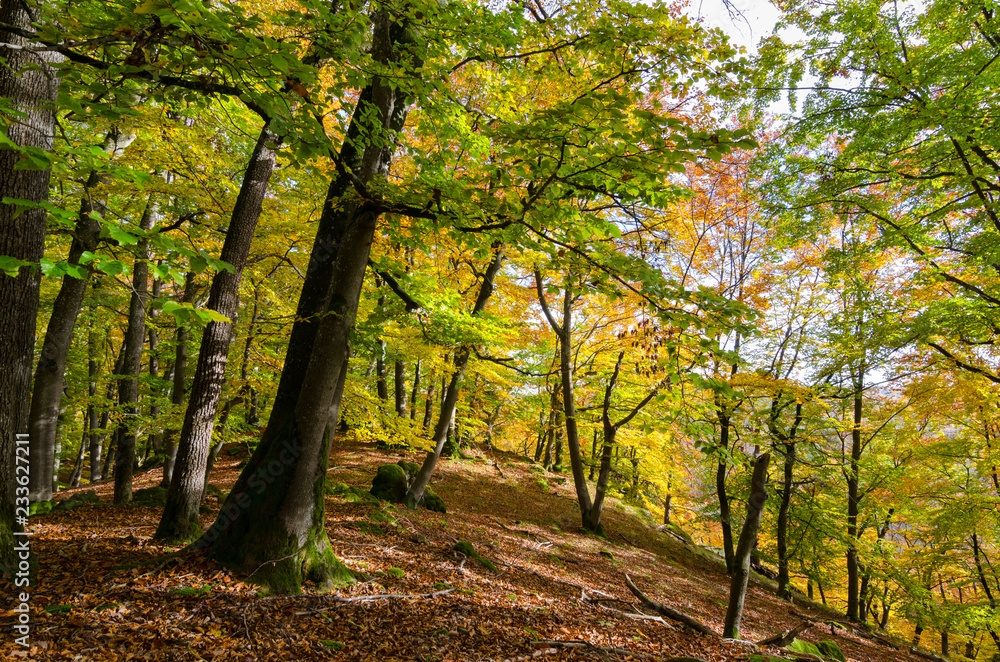 Fototapeta premium Wald im Frühling