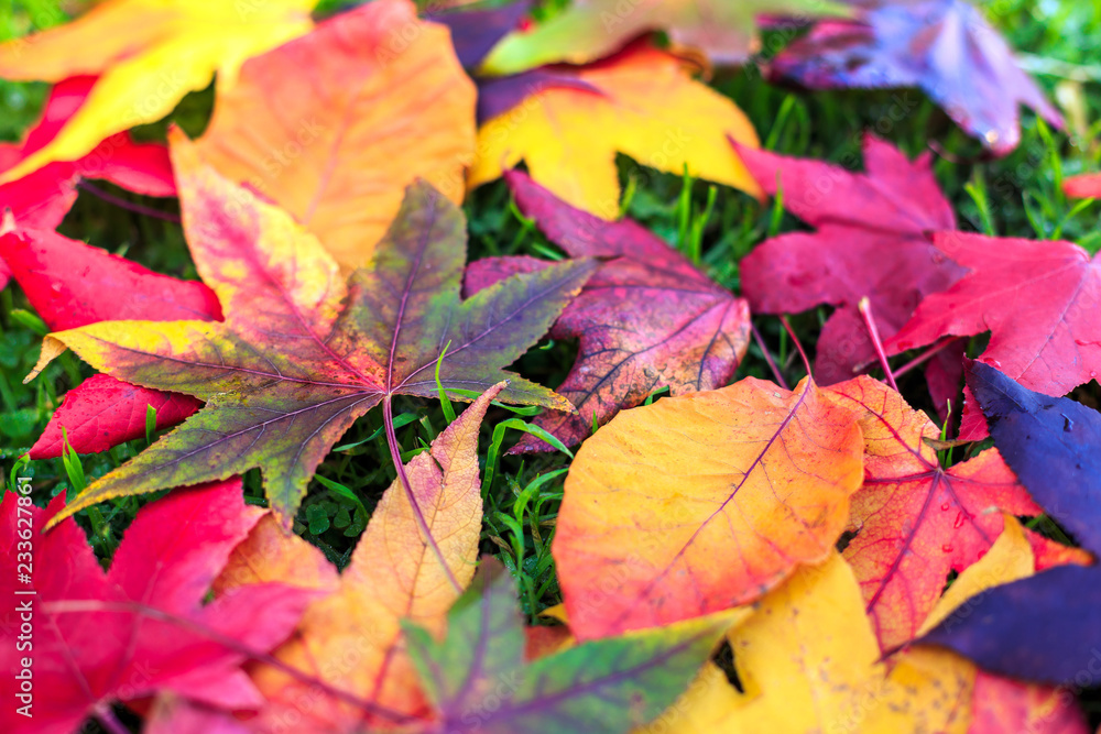 autumn leaves with natural background autumn leaves with natural background