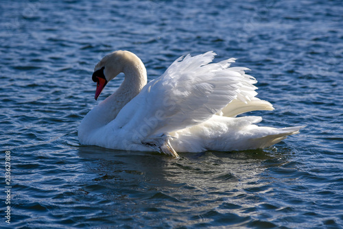 White Swan close-up on a lake on quiet water