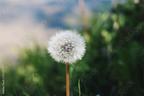 dandelion on background of green grass