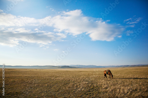 Photography Horse on field against sky