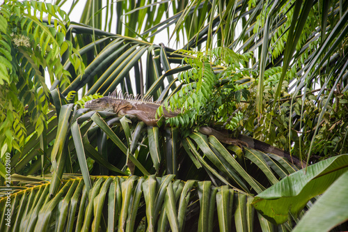 amazing calm huge iguana