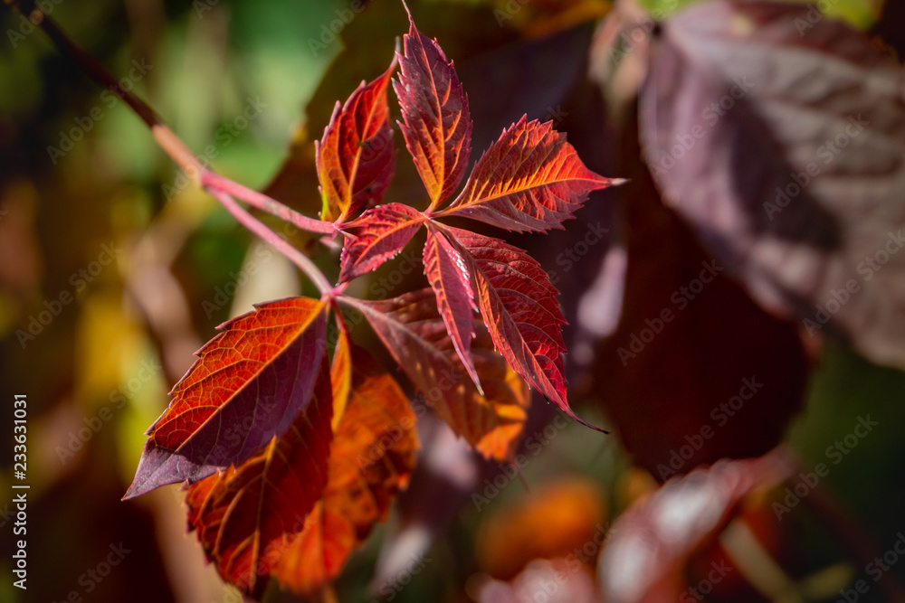 Close-up of red autumn leaves of Parthenocissus quinquefolia (Virginia creeper, Victoria creeper, five-leaved ivy) on a blurred background. Sunny autumn day