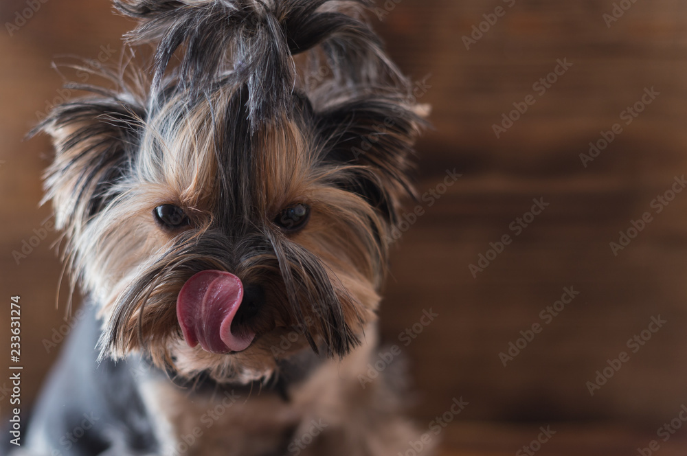 Yorkshire terrier for a walk on a brown background, licking his nose. Yorkshire terrier for a walk on a brown background, licking his nose.