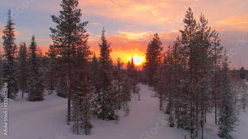 AERIAL CLOSE UP Flying trough snowy misty spruce forest at golden winter sunrise