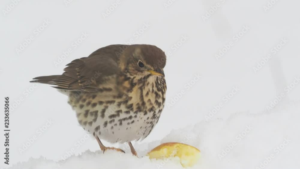 Song thrush, Turdus philomelos, single bird in snow, Warwickshire, March 2018 Song thrush, Turdus philomelos, single bird in snow, Warwickshire, March 2018