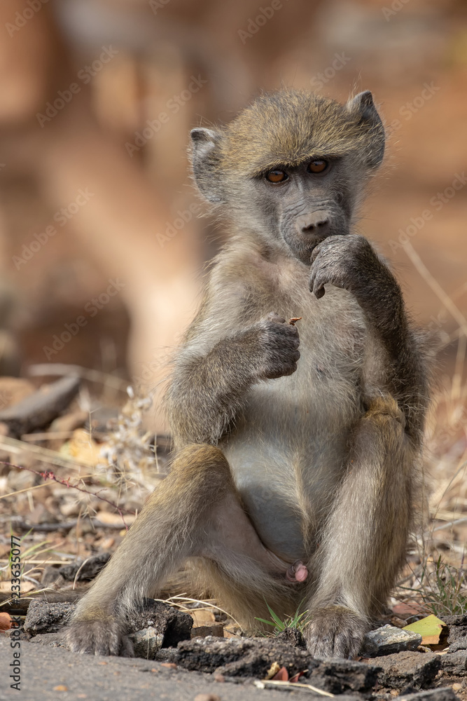Fototapeta premium Pavian 7