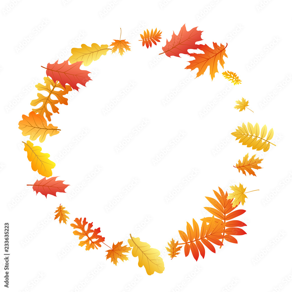 Oak, maple, wild ash rowan leaves vector, autumn foliage on white background. Oak, maple, wild ash rowan leaves vector, autumn foliage on white background.