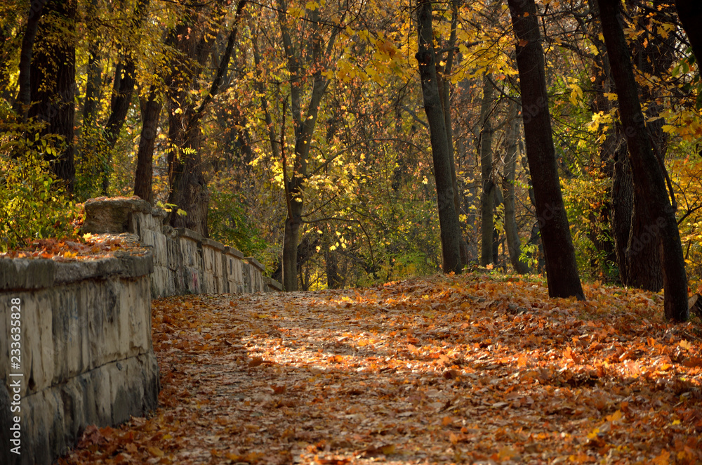 Fototapeta premium autumn in the park