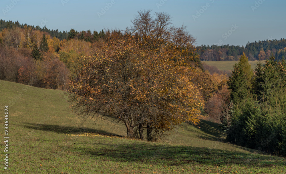 Autumn tree on meadow near Zitkova village