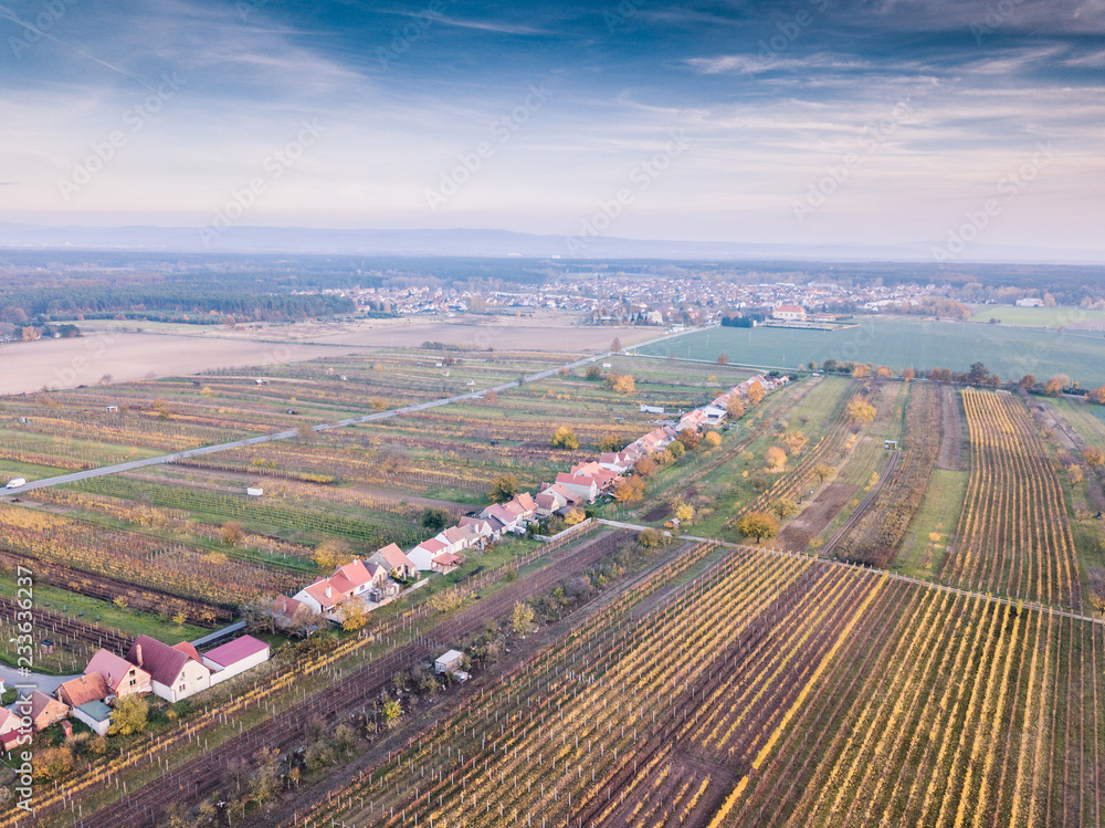 Up in the air above the vineyard with autumn mood with town