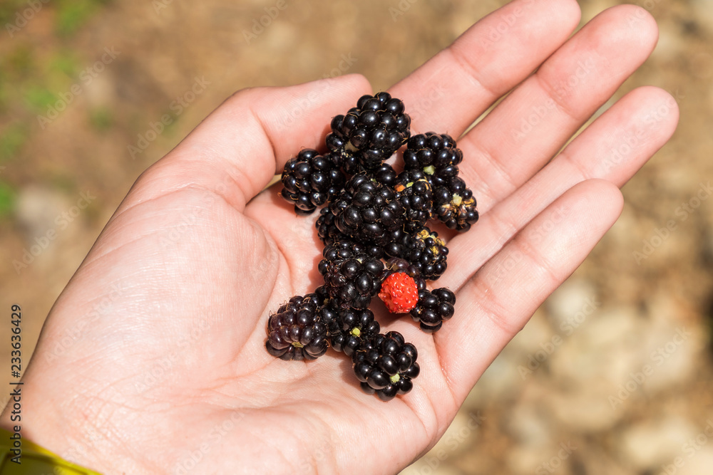 Hand holding some blackberry and one wild strawberry Hand holding some blackberry and one wild strawberry