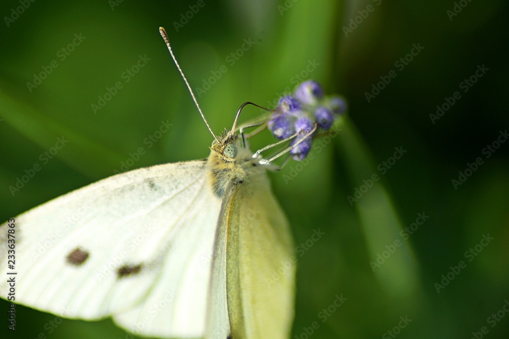 Naklejka premium butterfly on a leaf