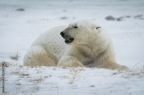 Polar bear on the tundra, Churchill, Canada