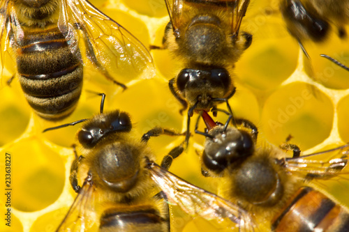 Bees produce wax and build honeycombs from it