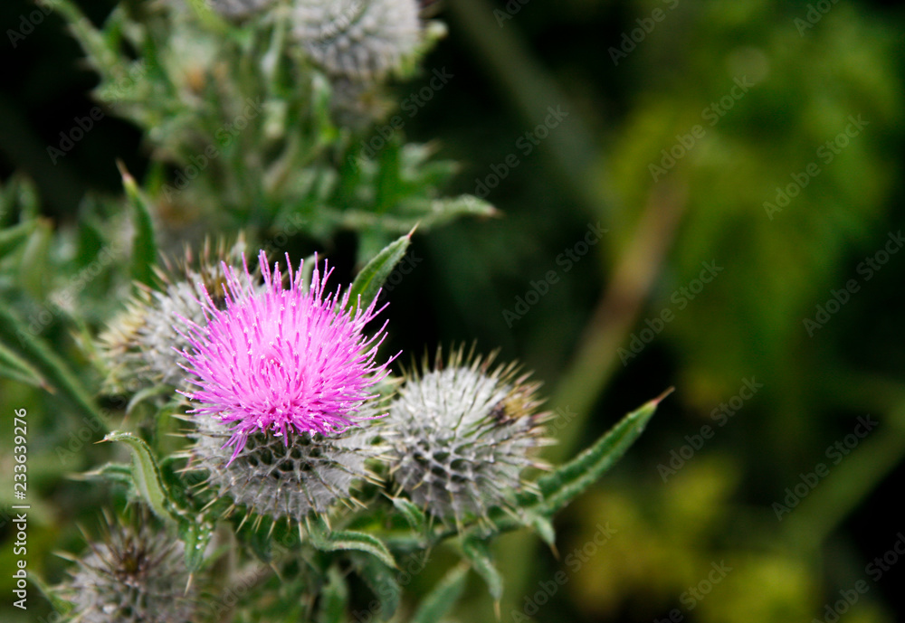 Close-up image of purple thistle flower with copy space Close-up image of purple thistle flower with copy space