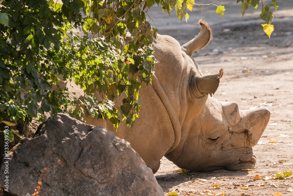 Fototapeta premium Smutne leżące nosorożce.