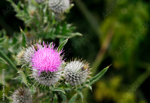 Close-up image of purple thistle flower with copy space