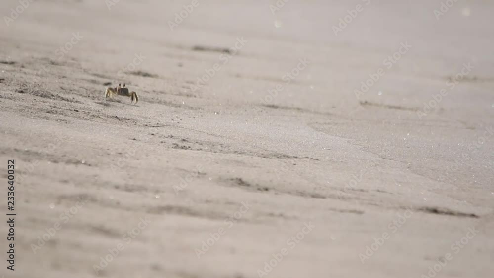 Sand crabs walking around tunnels and pits, beach ecosystem, Veracruz, mexico Sand crabs walking around tunnels and pits, beach ecosystem, Veracruz, mexico