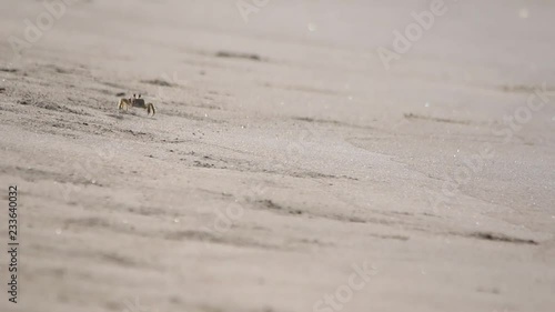 Sand crabs walking around tunnels and pits, beach ecosystem, Veracruz, mexico