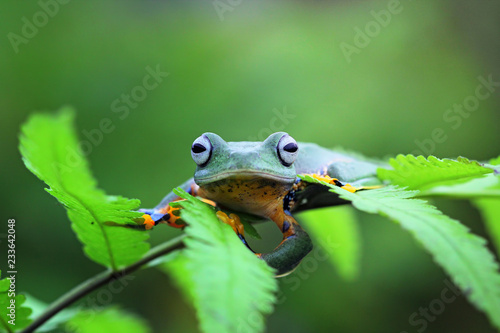 Javan tree frog on green leaves, flying frog on leaves photo