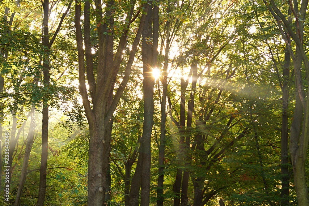 Fototapeta premium trees in the forest