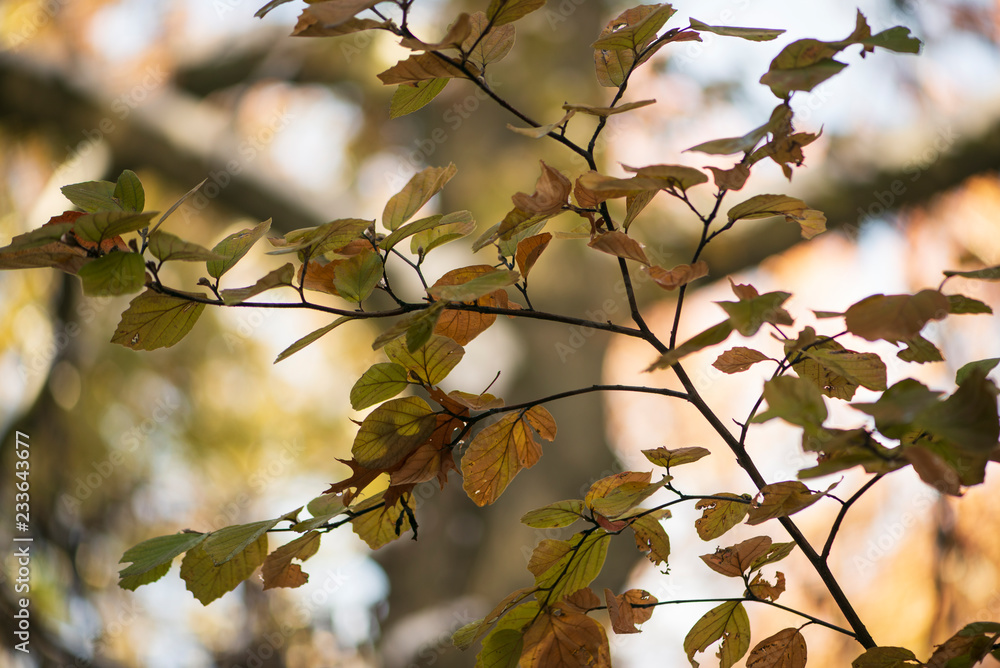 Gorgeous glowing golden and green fothergilla leaves and branches with a huge oak tree in the background Gorgeous glowing golden and green fothergilla leaves and branches with a huge oak tree in the background
