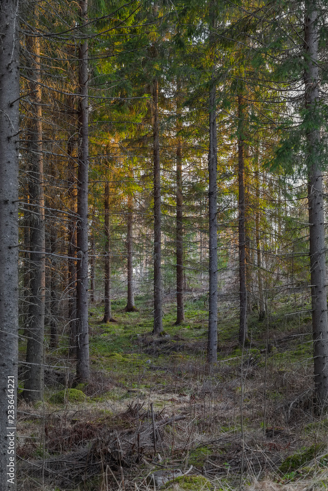 sunset in the fir forest in Karelia sunset in the fir forest in Karelia
