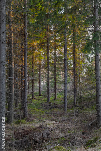 sunset in the fir forest in Karelia