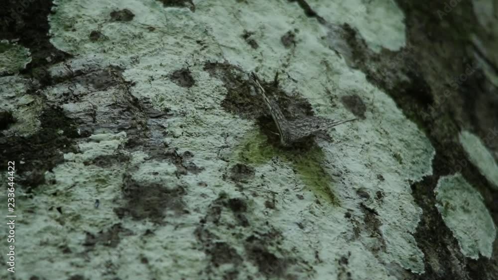 Well cryptic butterfly on a tree trunk, Veracruz rainforest , Mexico Well cryptic butterfly on a tree trunk, Veracruz rainforest , Mexico