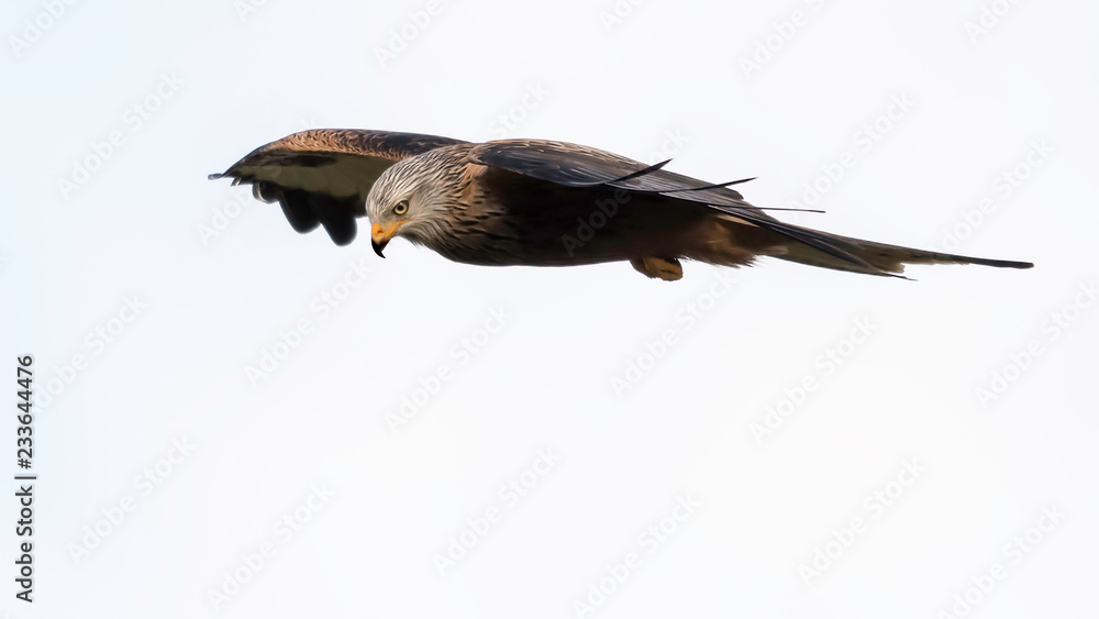 Fototapeta premium On the Hunt - Red Kite